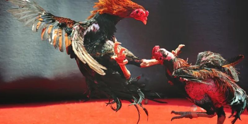 Bật mí kinh nghiệm bất bại với cửa cược đấu kê