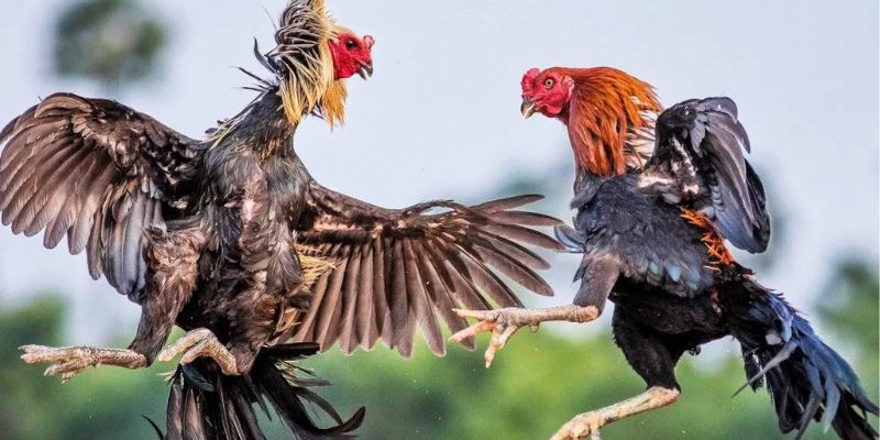 Điểm danh hình thức nổi bật tại sảnh đá gà Hubet