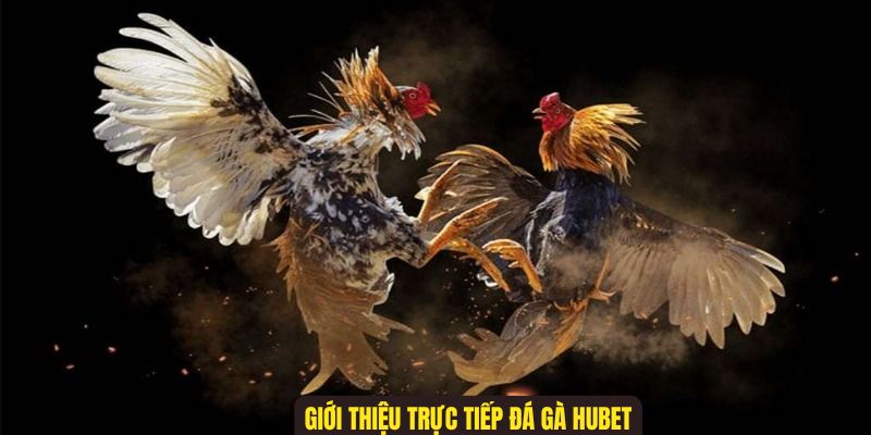 Giới thiệu thông tin cơ bản về sảnh đá gà Hubet